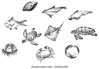 Illustrations " Sea depths ".
