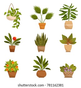 Illustrations set of home decorative plants. Vector pictures isolate on white. Green plant for home, floral flower and houseplant