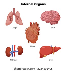 Illustrations set of human internal main organs like brain, lungs, heart, liver, and kidneys. Medical doctor themed for educational drawing with vector cartoon style colored pictogram isolated.