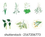 Illustrations of the seven main pollen allergenic plants.