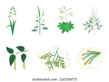 Illustrations of the seven main pollen allergenic plants.