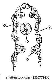 Illustrations shows Diagram of a portion of the ovary of Sea-urchin. showing the eggs arising from the reproductive epithelium by constriction. Also shows different stages of growth,  vintage