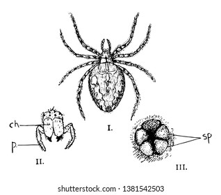 Illustrations shows female garden spider. This is end view of head showing eyes, fangs & pedipalps. Also there is posterior end of body showing two pairs of spinnerets, vintage line drawing