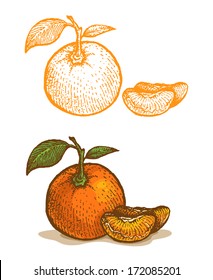 Illustrations of tangerine in retro style