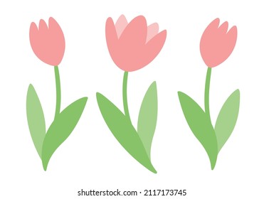 Illustrations of tulips with stem and leaves