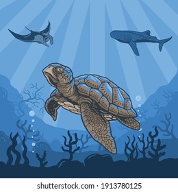 Illustrations underwater of turtles, whales, stingray, coral reefs and water.Premium Vector