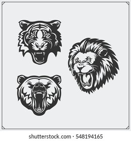Illustrations of wild animals. Bear, lion and tiger.