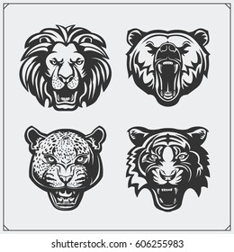 Illustrations of wild animals. Bear, lion, leopard and tiger.