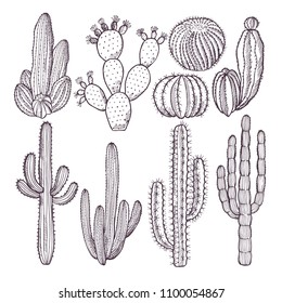 Illustrations of wild cactuses. Vector hand drawn pictures. Cactus plant nature, doodle drawing