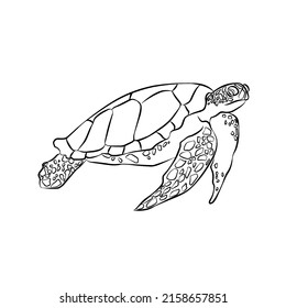 Illustration:Sea turtle stripes Beautiful, general assembly.