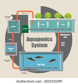 Illustrative diagram of how the Aquaponics system work