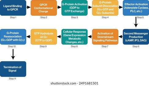 Diagrama de flujo ilustrativo de los procesos de señalización de receptores acoplados a proteínas G con fondo blanco.