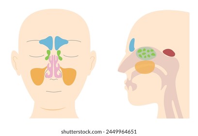 Ilustraciones ilustrativas de la anatomía de los senos paranasales a partir de vistas del plano sagital frontal y lateral