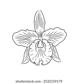 Illustrative images of orchids with interesting characters are used as templates
