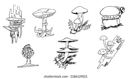 illustrative sketches of various variants of fungal plants
