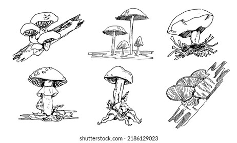 illustrative sketches of various variants of fungal plants
