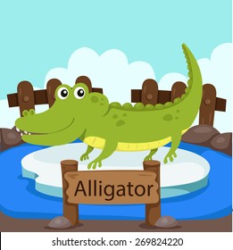 Illustrator of Alligator in the zoo