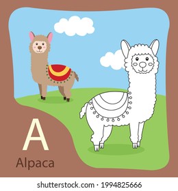 Illustrator of alpaca isolated and coloring