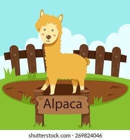 Illustrator of Alpaca in the zoo