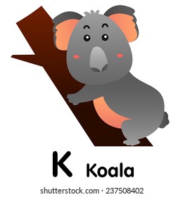 Illustrator of alphabet animal k koala