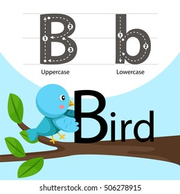 Illustrator of bird with b font