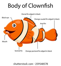 Illustrator body of clown fish