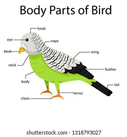 Illustrator of body parts of bird two