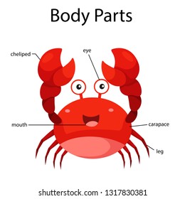 Illustrator of body parts of crab
