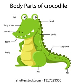 Diagram Showing Body Part Snake Stock Vector (Royalty Free) 1374816473 ...