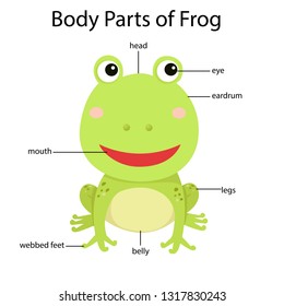 frog parts of body