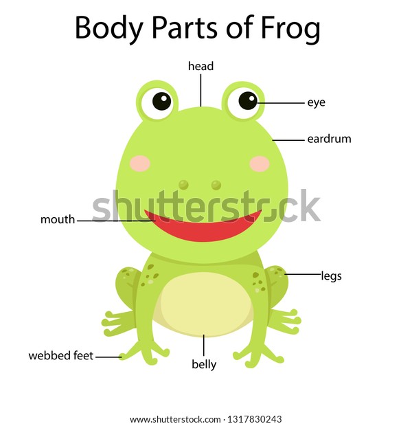 Illustrator Body Parts Frog Stock Vector (Royalty Free) 1317830243 ...