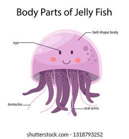 Illustrator of body parts of jelly fish