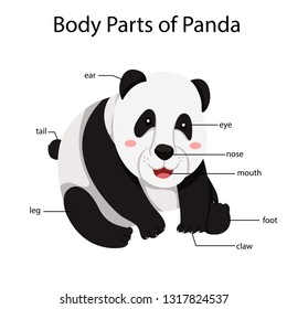 Illustrator of body parts of panda