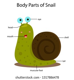 Illustrator of body parts of snail