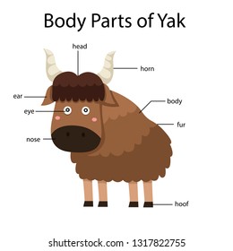 Illustrator of body parts of yak