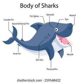 Illustrator body of sharks