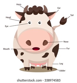 illustrator of cow body part