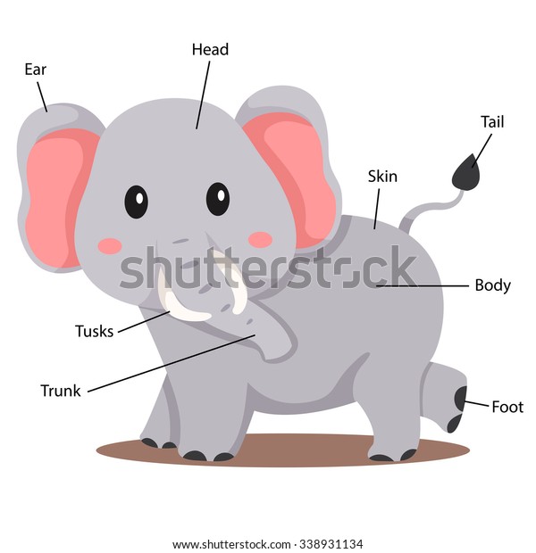 Illustrator of elephant body\
part