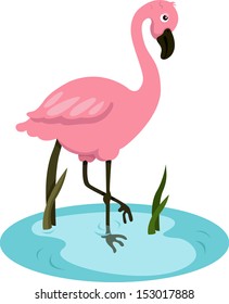 Illustrator of Flamingo