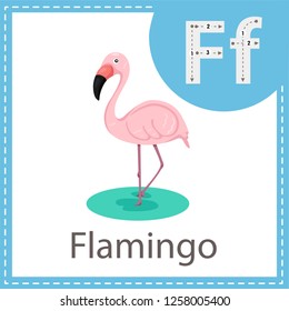 Illustrator of Flamingo bird