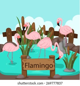 Illustrator of flamingo in the zoo