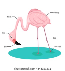 Illustrator of flamingos body part