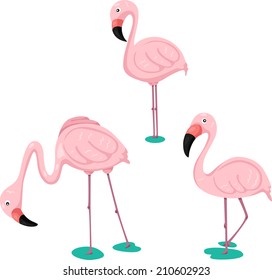 Illustrator of flamingos set