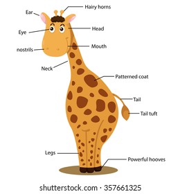Illustrator of giraffe body part