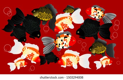 Illustrator goldfish design with red background for wallpaper