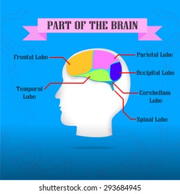 Illustrator info-graphic of Part of teh brain 