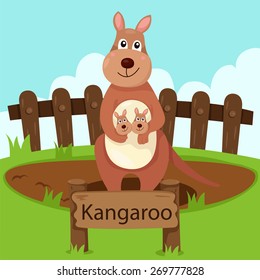 Illustrator of kangaroo in the zoo