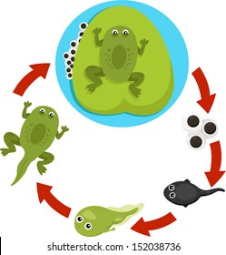 Illustrator of Life cycle of a frog