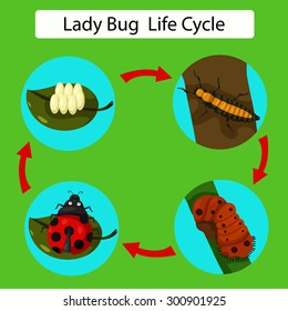 Illustrator of life cycle of a Ladybug