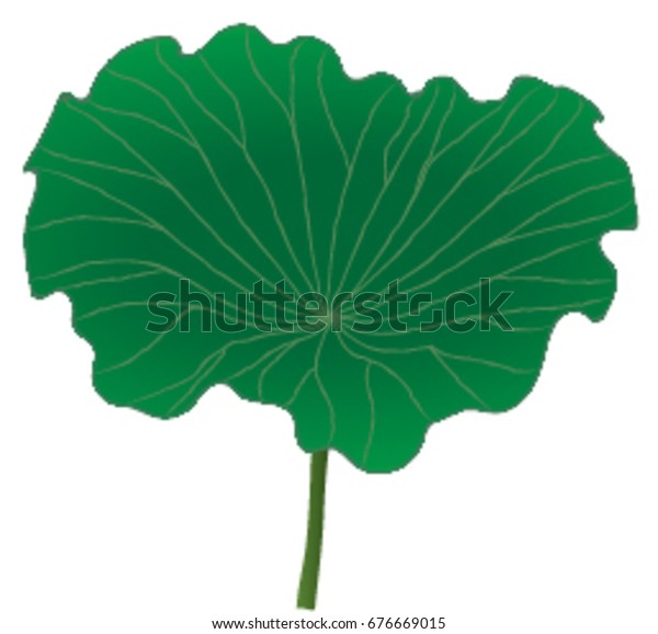 Illustrator Lotus Leaf Stock Vector Royalty Free